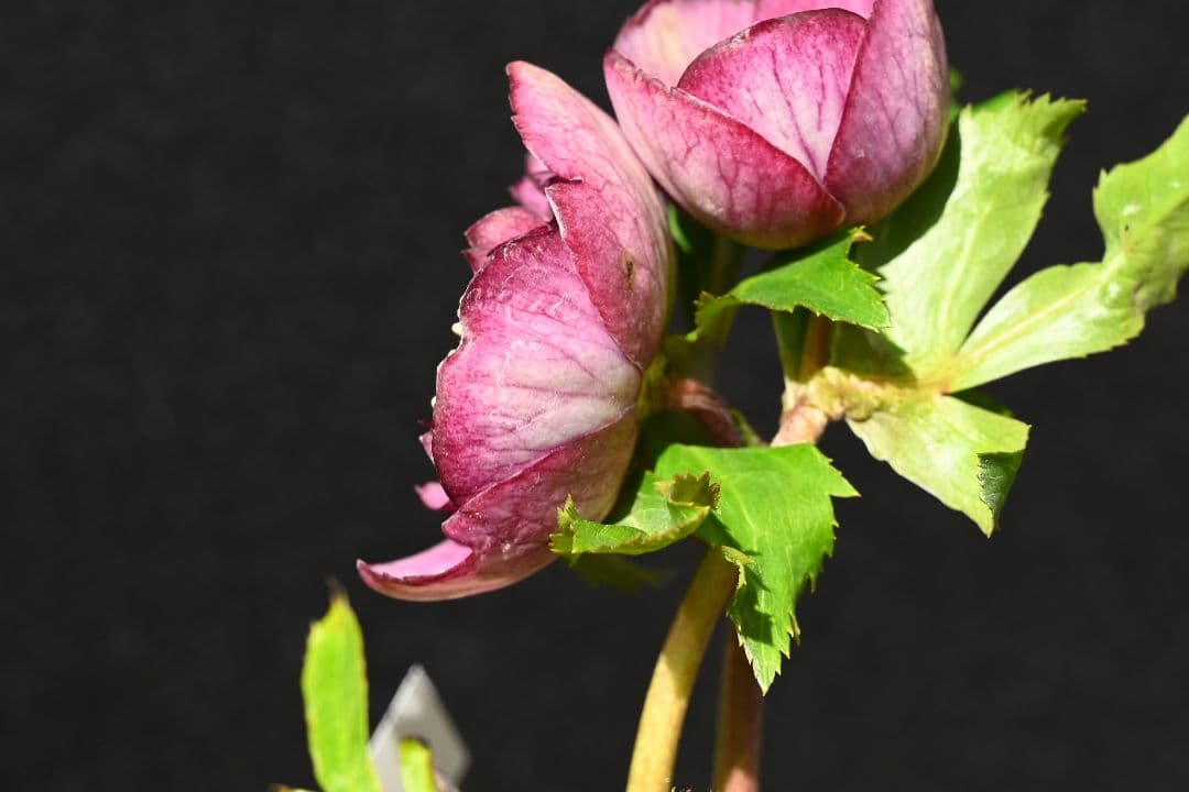 クリスマスローズ　訳あり認定モーリー　加藤農園