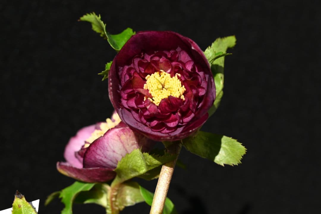 クリスマスローズ　訳あり認定モーリー　加藤農園