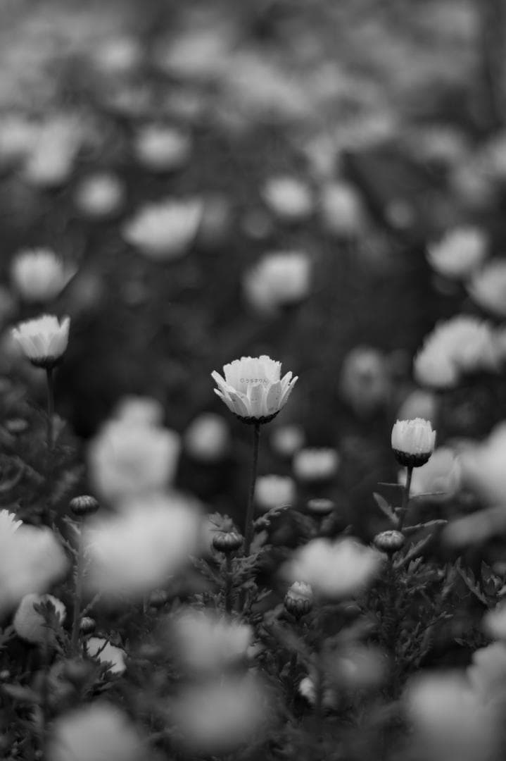 ボケ味美しい撒き餌レンズ！SMC PENTAX-DA 50mm F1.8