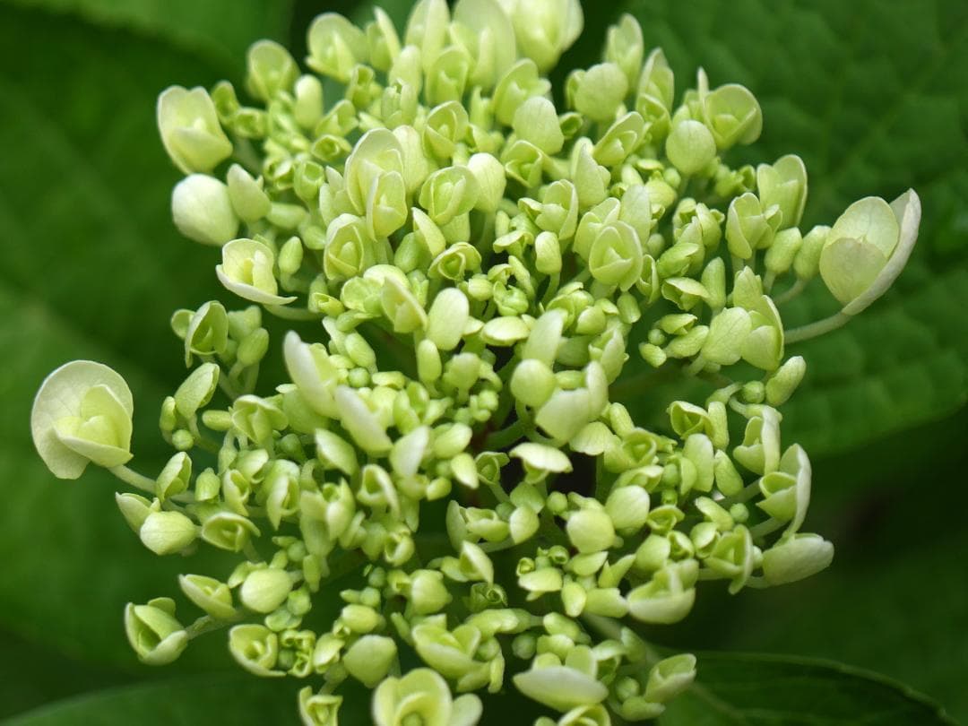 レンズ(単焦点) LEICA DG MACRO-ELMARIT 45mm/F2.8