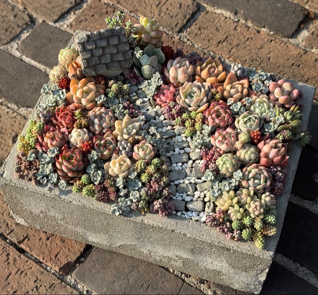 多肉植物　そのまま飾れる寄せ植え　箱庭