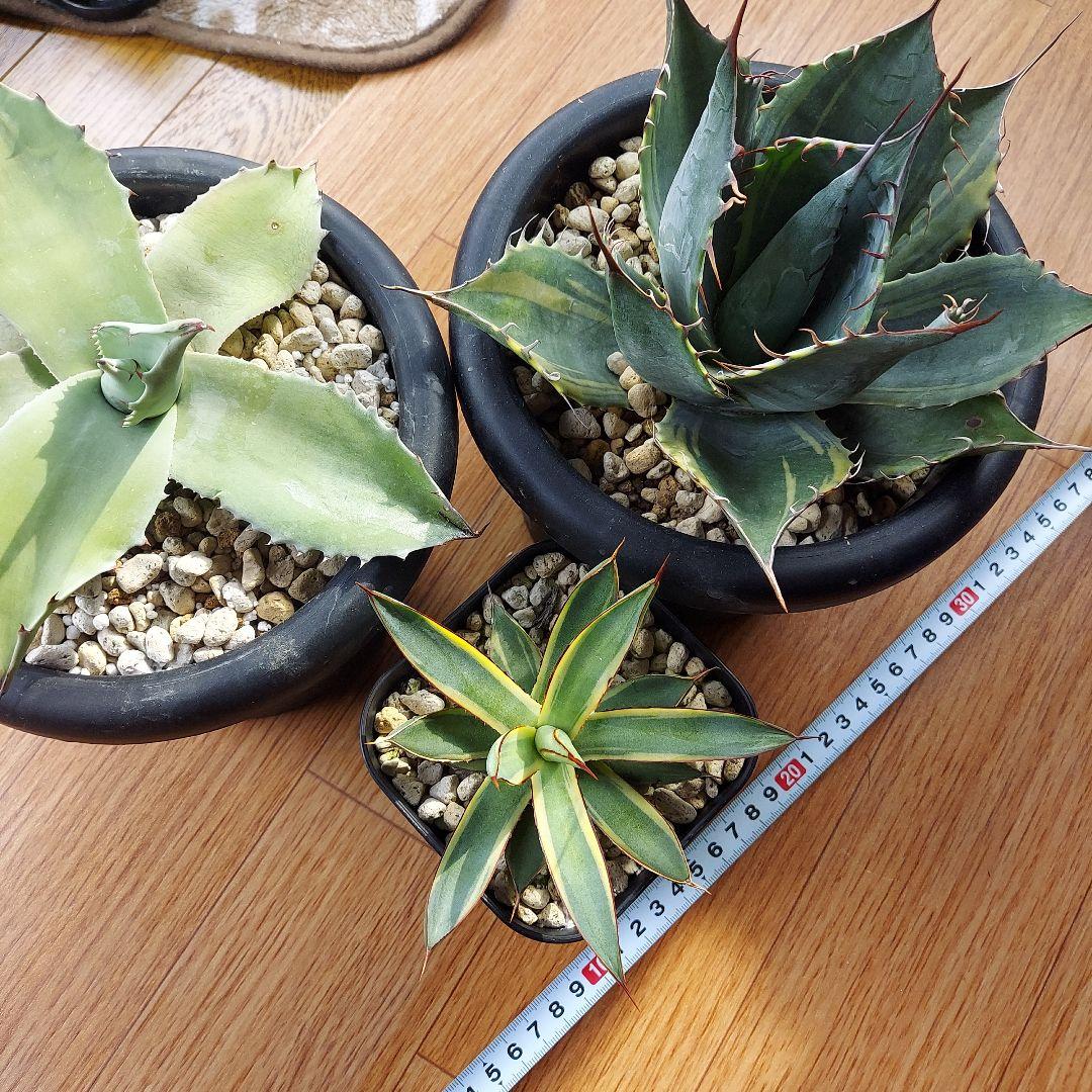 カスタムオーダー　同梱割引適用