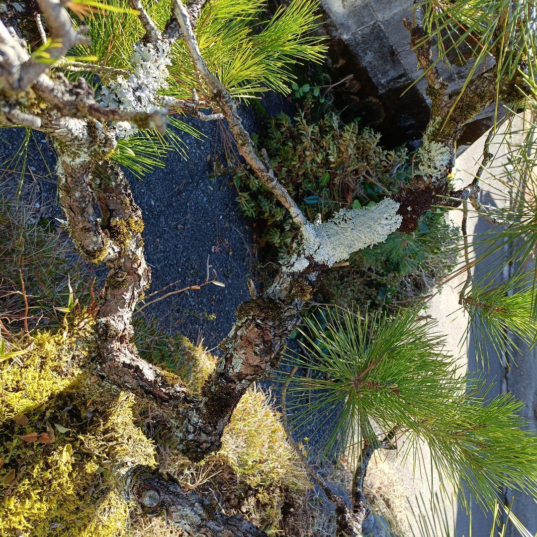 松の盆栽 大型 苔付き　石付け