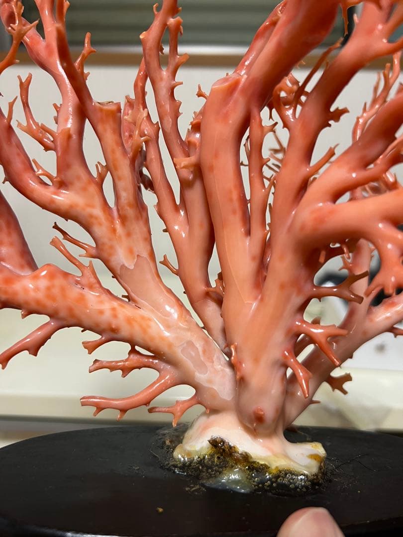 天然深海赤珊瑚　ピンク珊瑚 枝珊瑚　置物 宝石　原木　sango サンゴ　希少