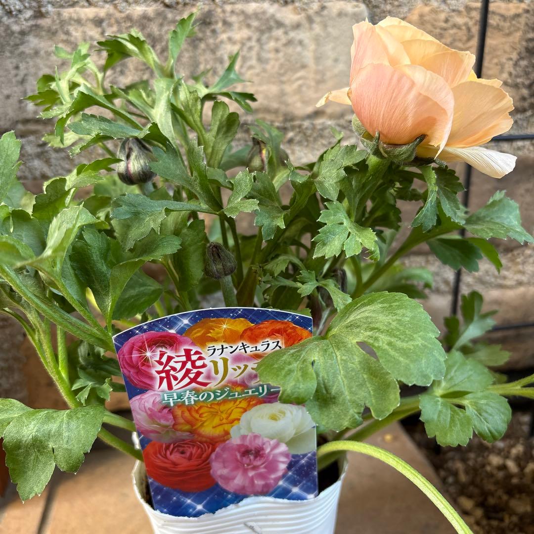 ラナンキュラス綾リッチ