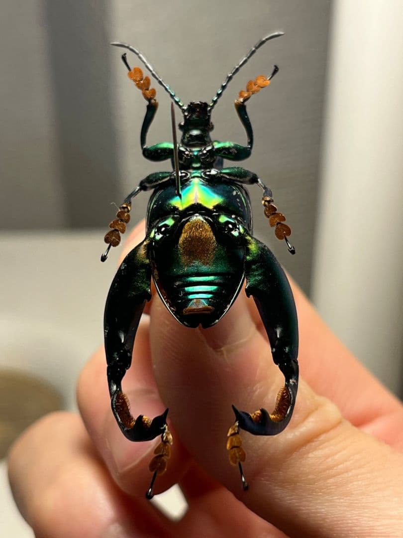 【腿太葉虫最大種】Sagra buqueti モモブトハムシプラチナコガネ標本