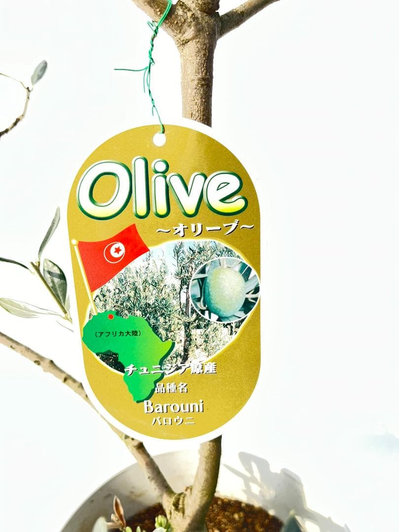 オリーブの木　ベロウニ　7号　約130cm　K-305　希少品種　現品掲載