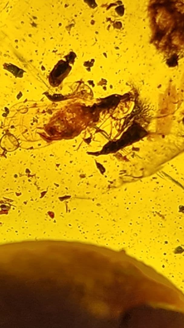 アンバー　琥珀のコレクション ダイヤモンド型フレーム付き