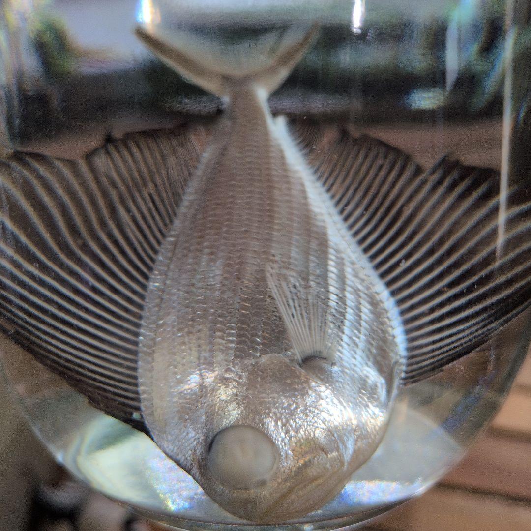 【激レア深海魚】リュウグウノヒメ （液浸標本）