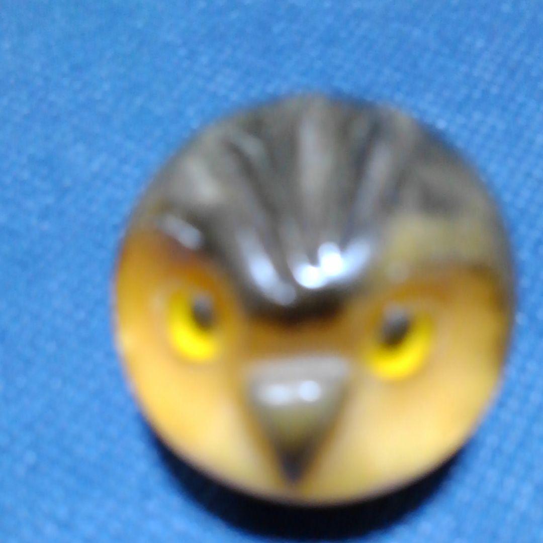 ♥️♥️珍しい！小さなフクロウ③