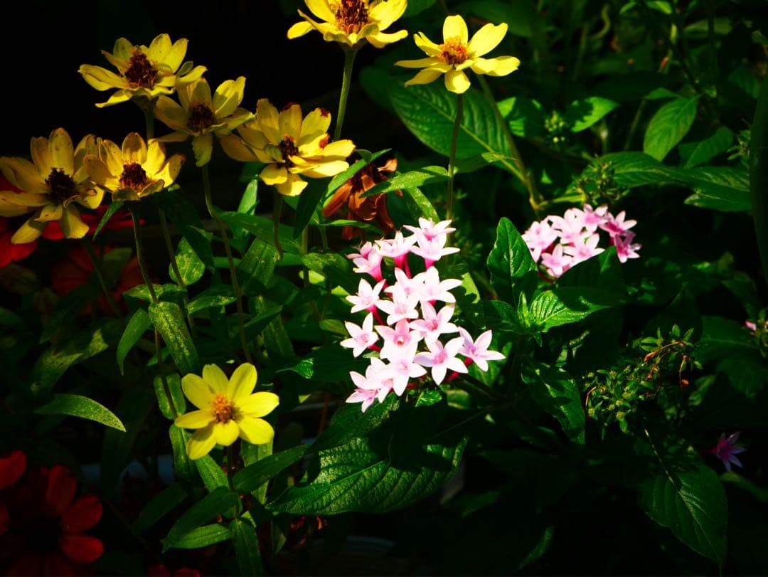 希少 LEICA DG NOCTICRON 42.5mm f/1.2 ASPH.