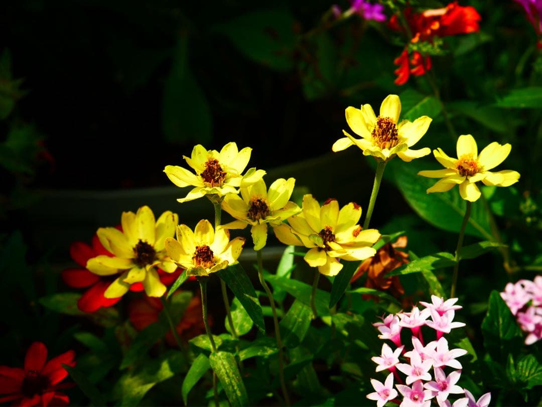 希少 LEICA DG NOCTICRON 42.5mm f/1.2 ASPH.