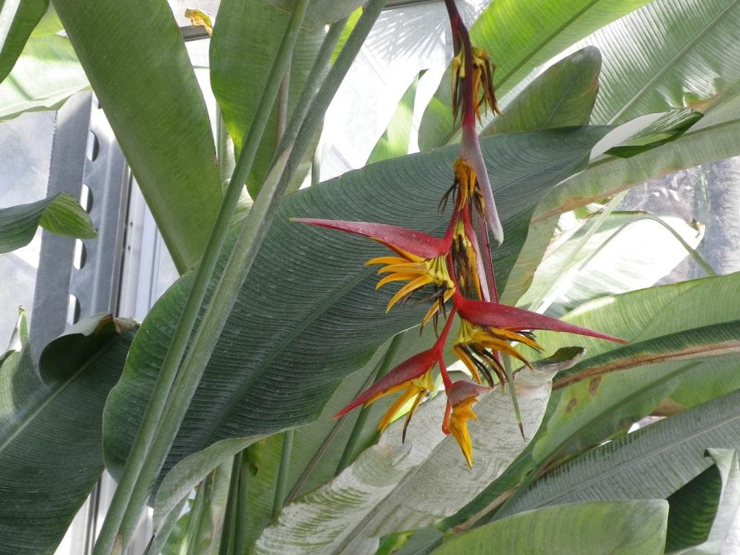 【レトロ可愛い】PENTAX DIGITAL optio I-10 ブラック