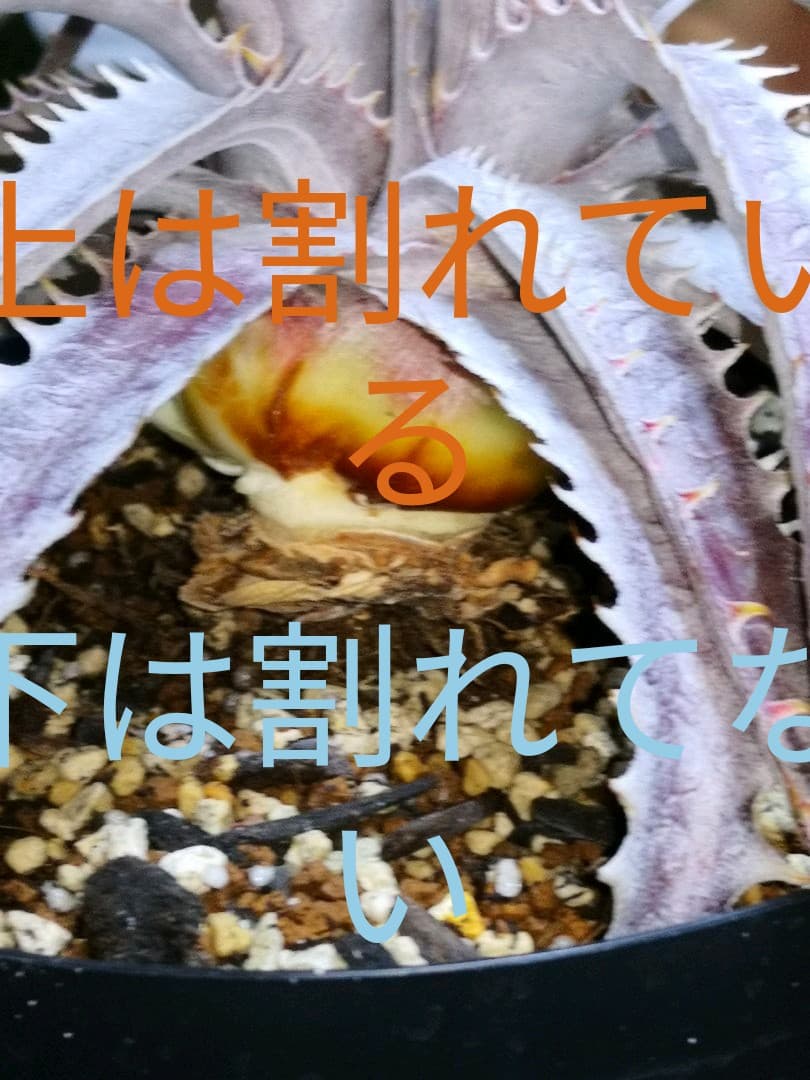 見本　途中で消します文頭ができるものと、まだできないものを載せました。ディッキア