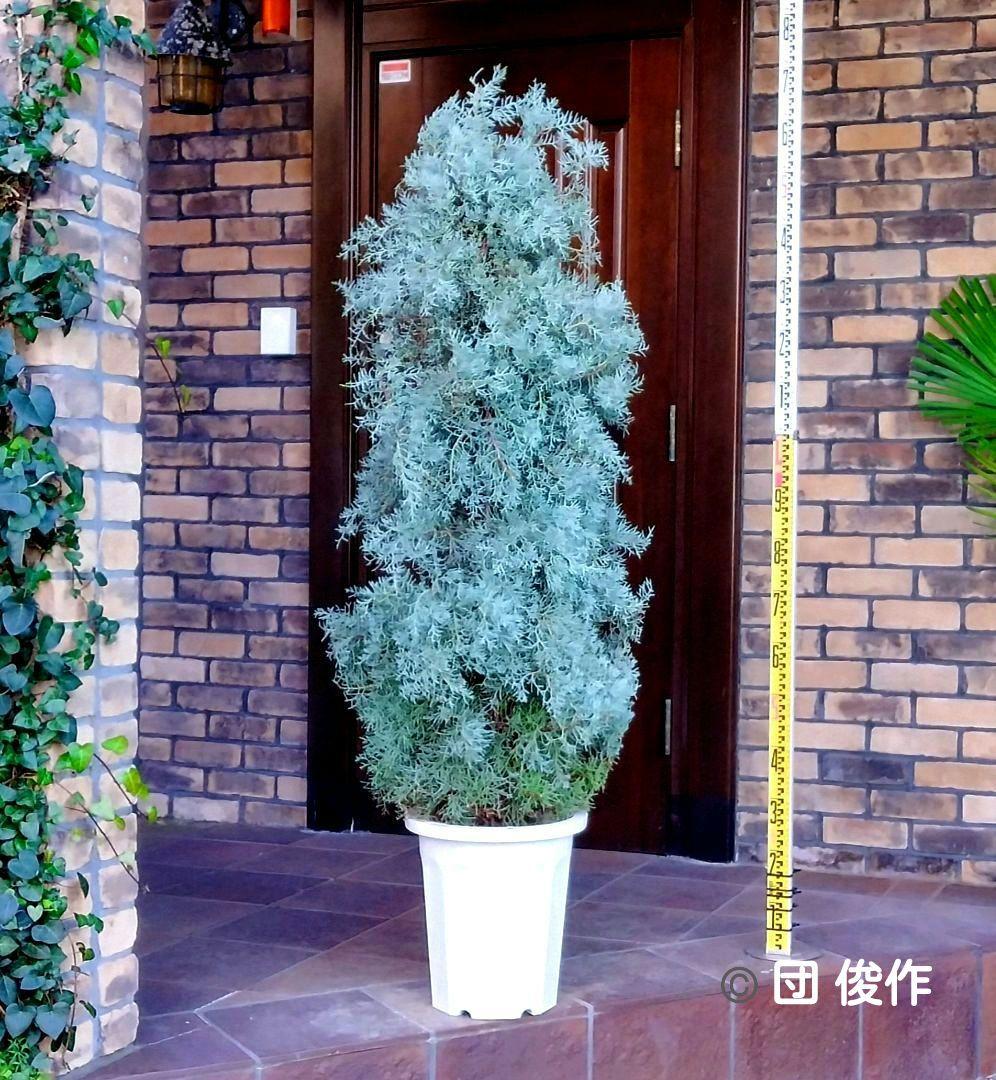 コニファーブルーアイス 苗木 大型165cm❗綺麗な葉色 シルバーブルー 優良株