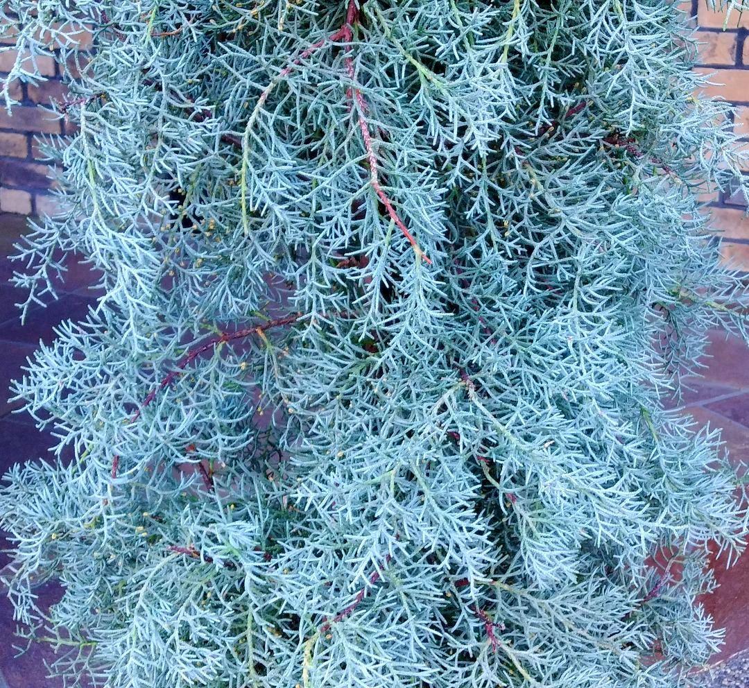 コニファーブルーアイス 苗木 大型165cm❗綺麗な葉色 シルバーブルー 優良株