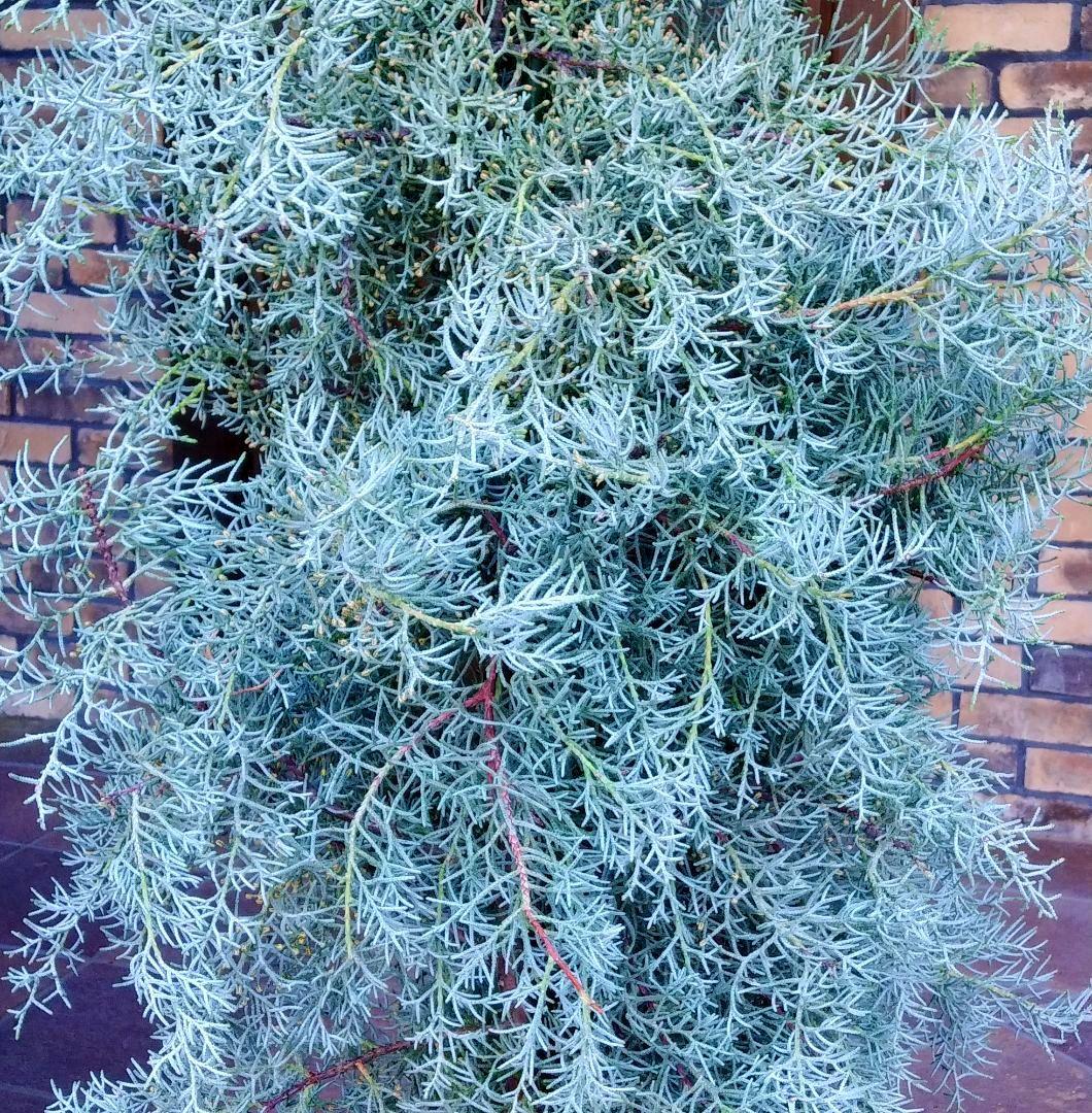 コニファーブルーアイス 苗木 大型165cm❗綺麗な葉色 シルバーブルー 優良株