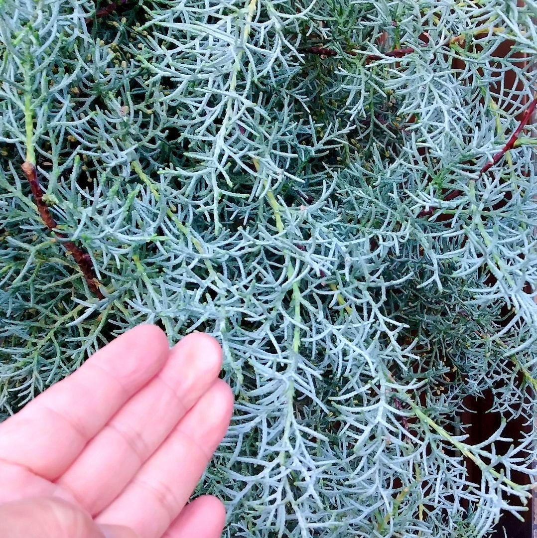 コニファーブルーアイス 苗木 大型165cm❗綺麗な葉色 シルバーブルー 優良株