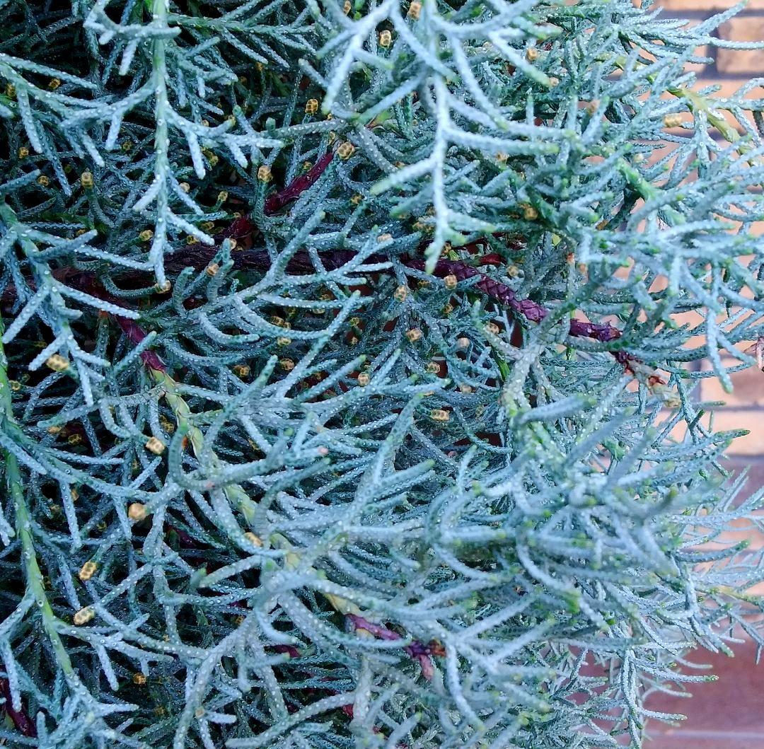 コニファーブルーアイス 苗木 大型165cm❗綺麗な葉色 シルバーブルー 優良株
