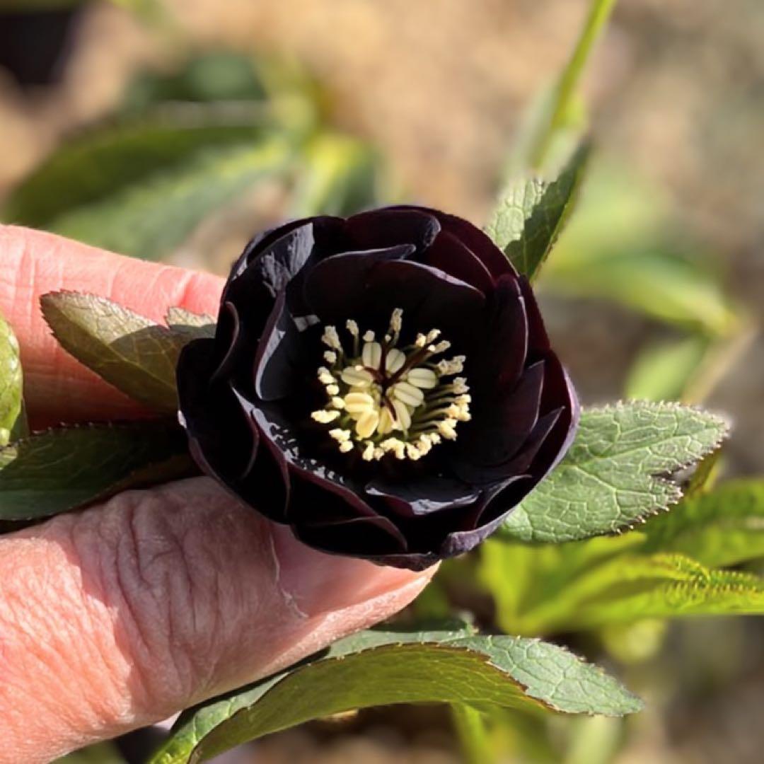 し*ら様 ■今季株分け■ 加藤農園 八咫烏交配 クリスマスローズ