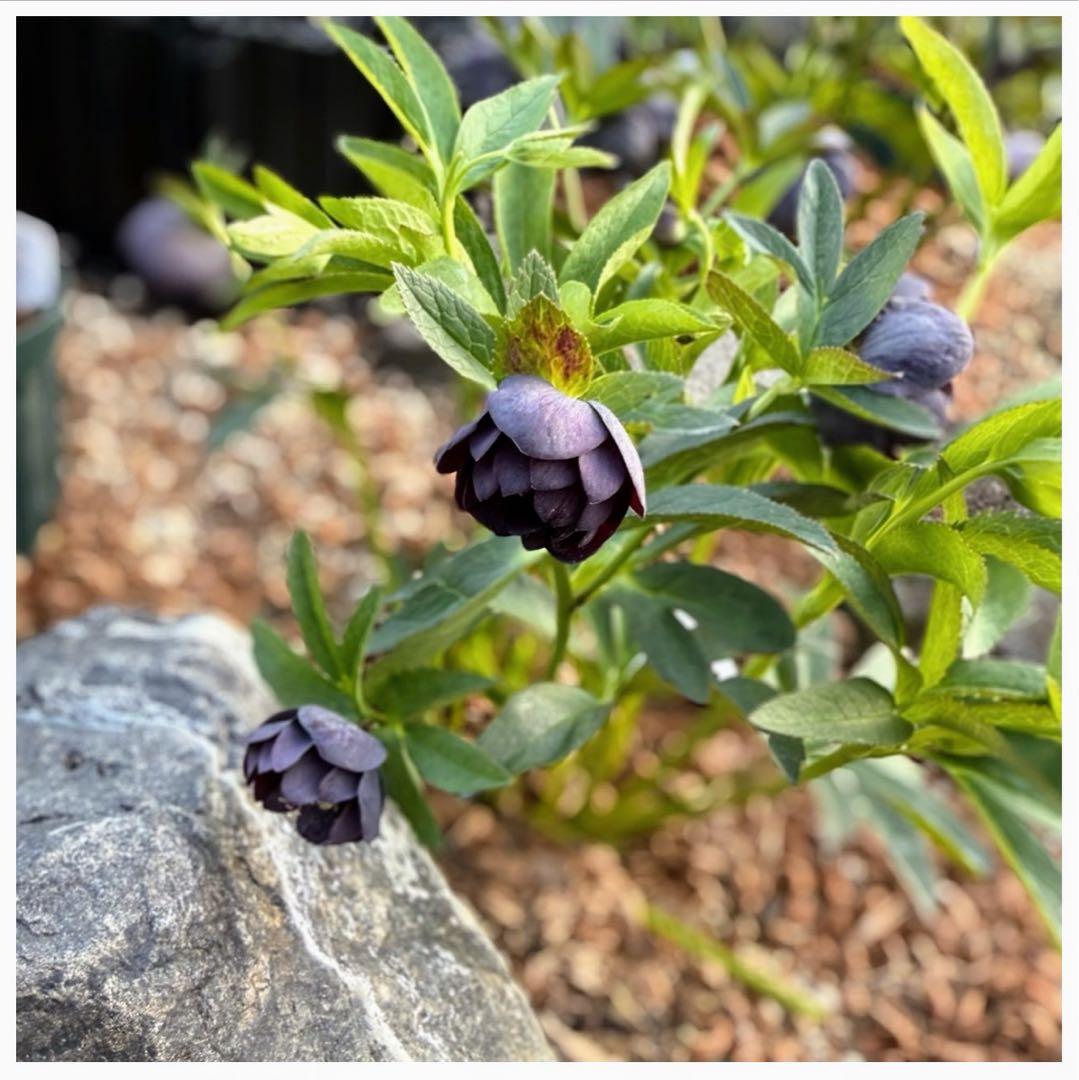 し*ら様 ■今季株分け■ 加藤農園 八咫烏交配 クリスマスローズ