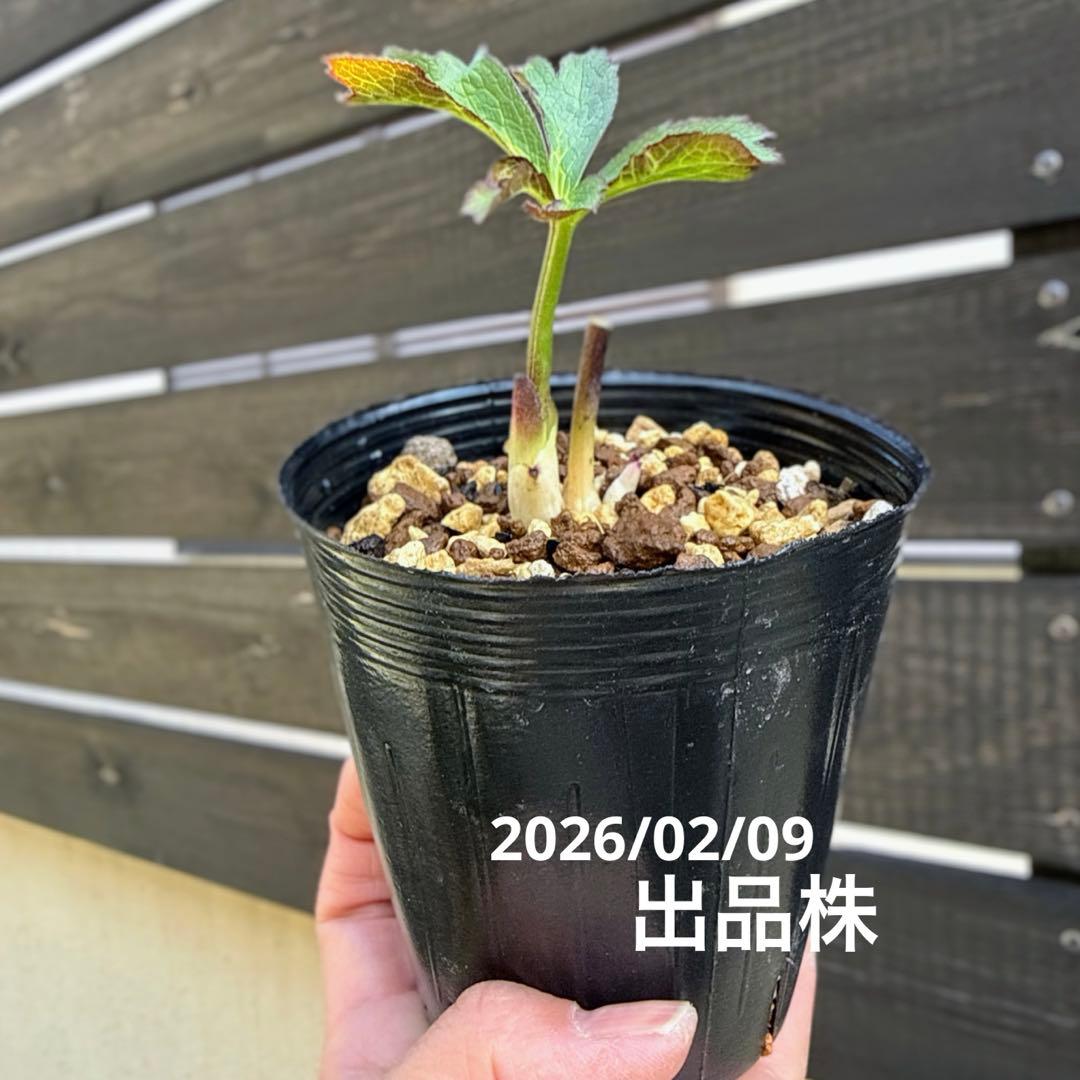 し*ら様 ■今季株分け■ 加藤農園 八咫烏交配 クリスマスローズ