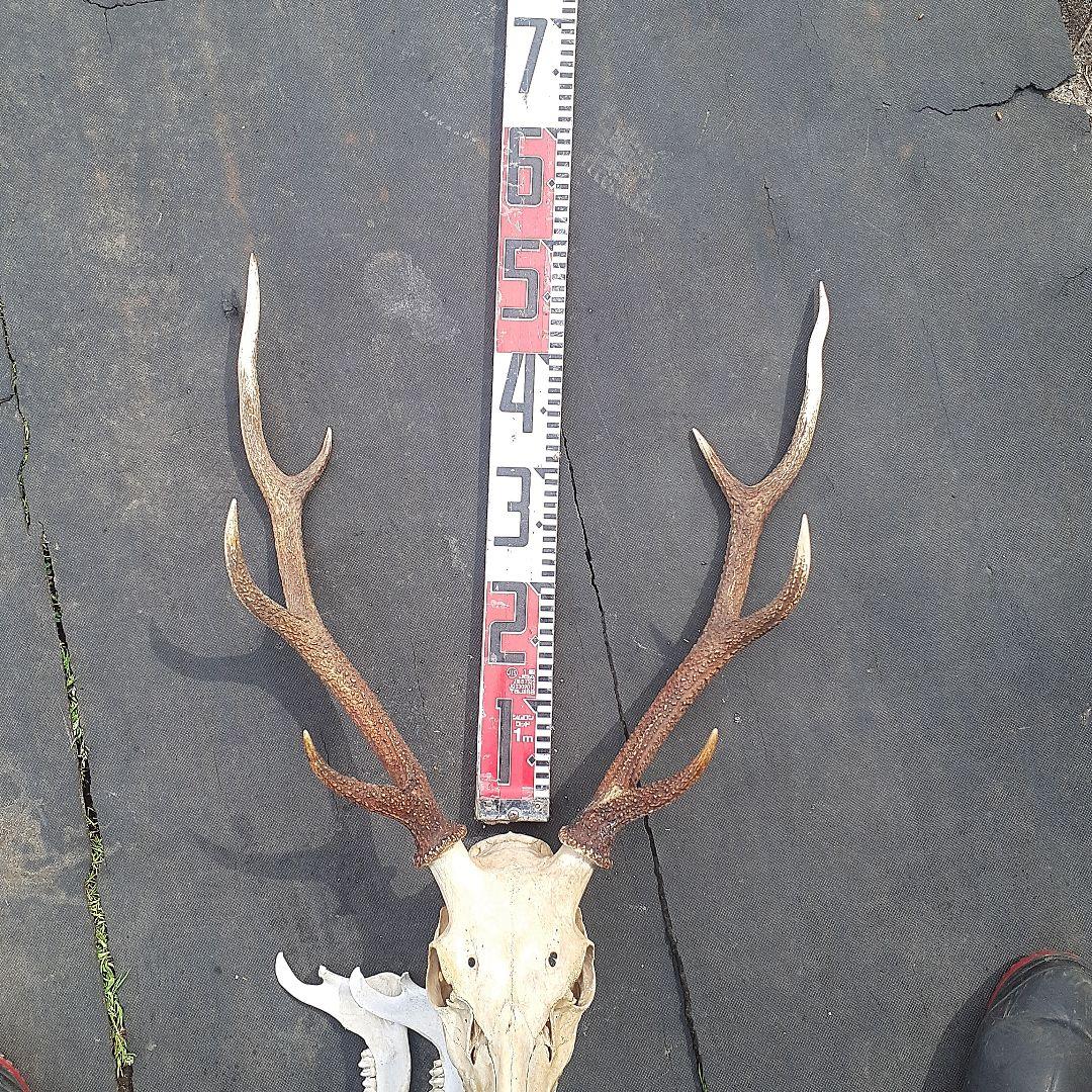 鹿　ニホンジカ　鹿角　剥製　頭骨　スカルトロフィー　頭蓋骨　ニホンジカ