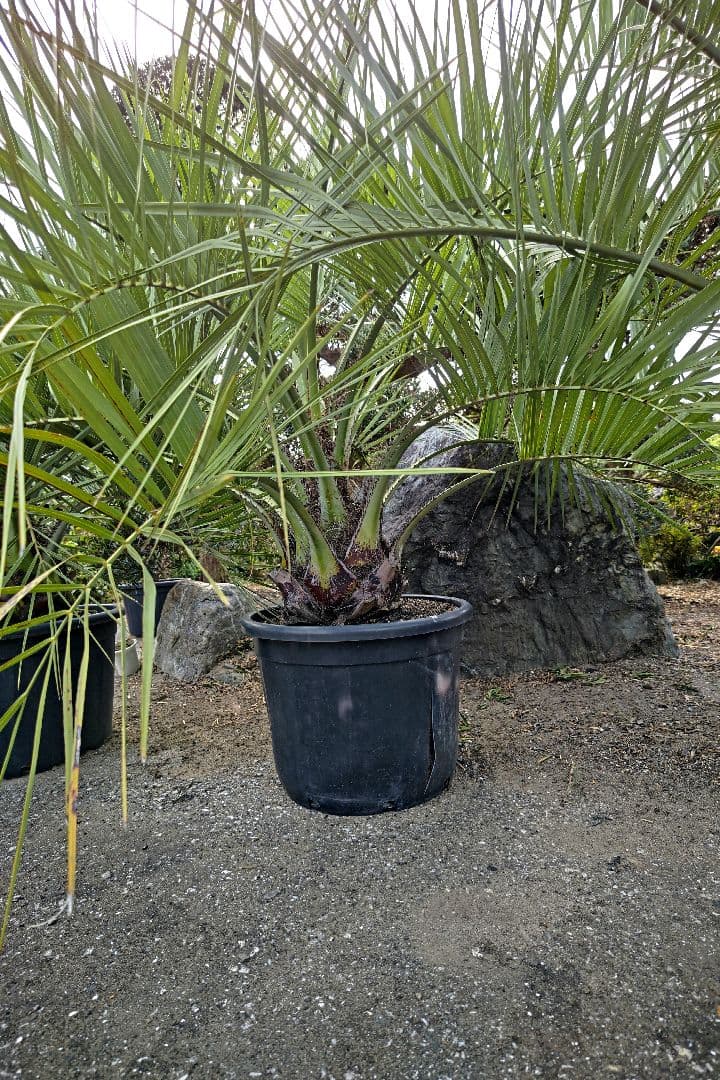 ココスヤシ　３本セット　【引取限定】