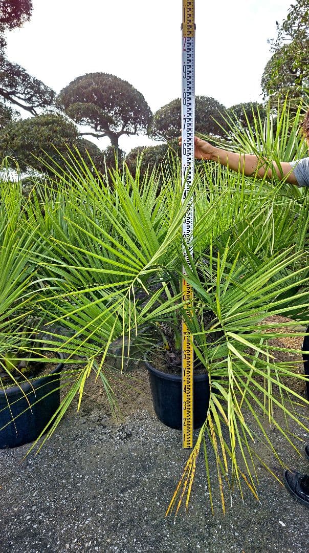 ココスヤシ　３本セット　【引取限定】