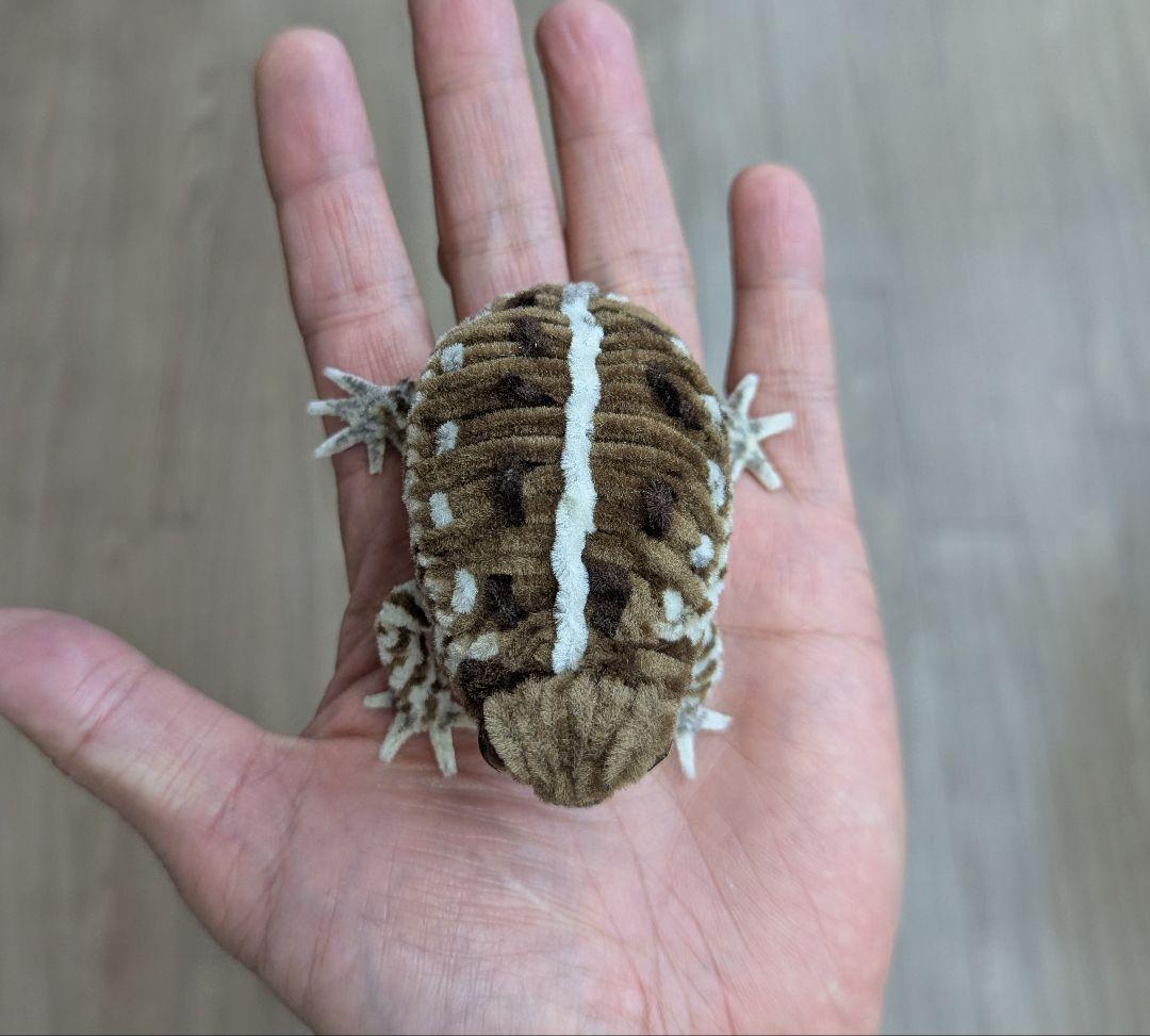 CoCo...オーダー作品モールのレオパ２、アメフクラガエル、ミヤコヒキ