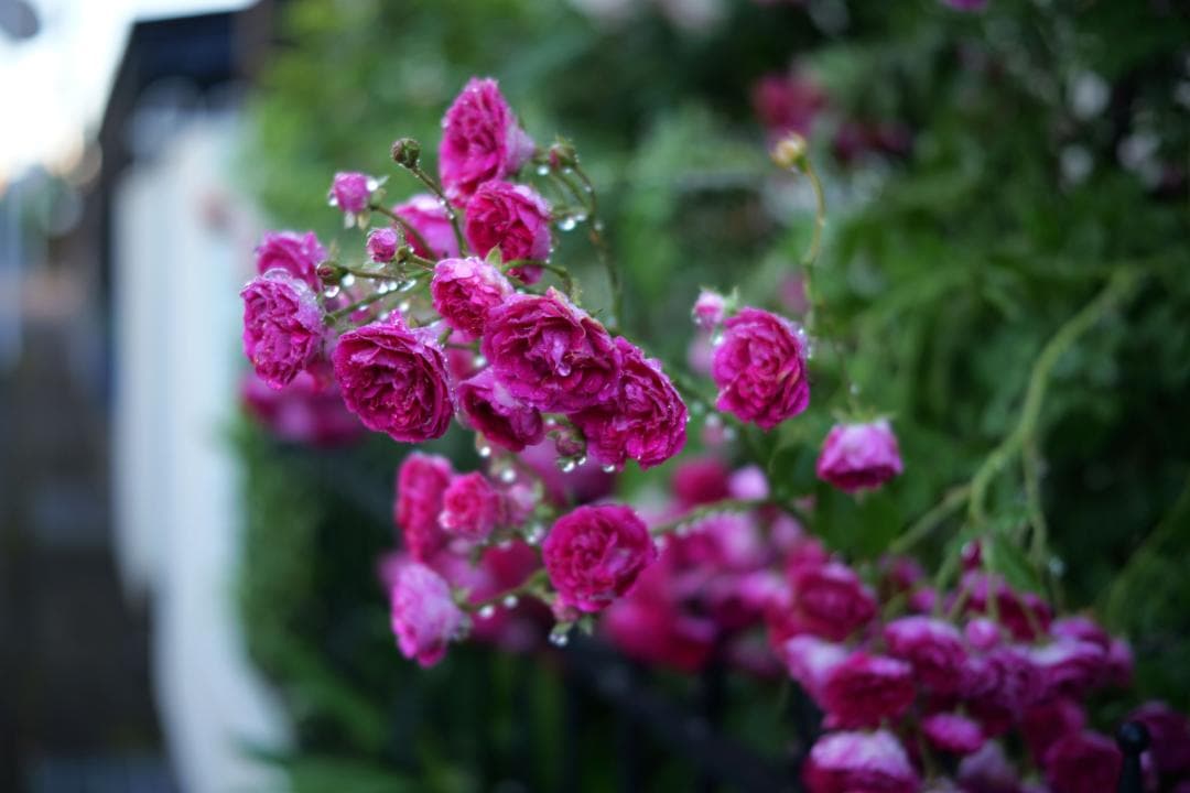 美品　SIGMA 45mm F2.8 DG Lマウント用　シルバー