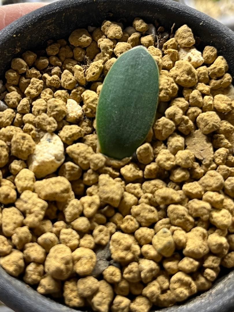 その他多肉植物 Brunsvigia striata