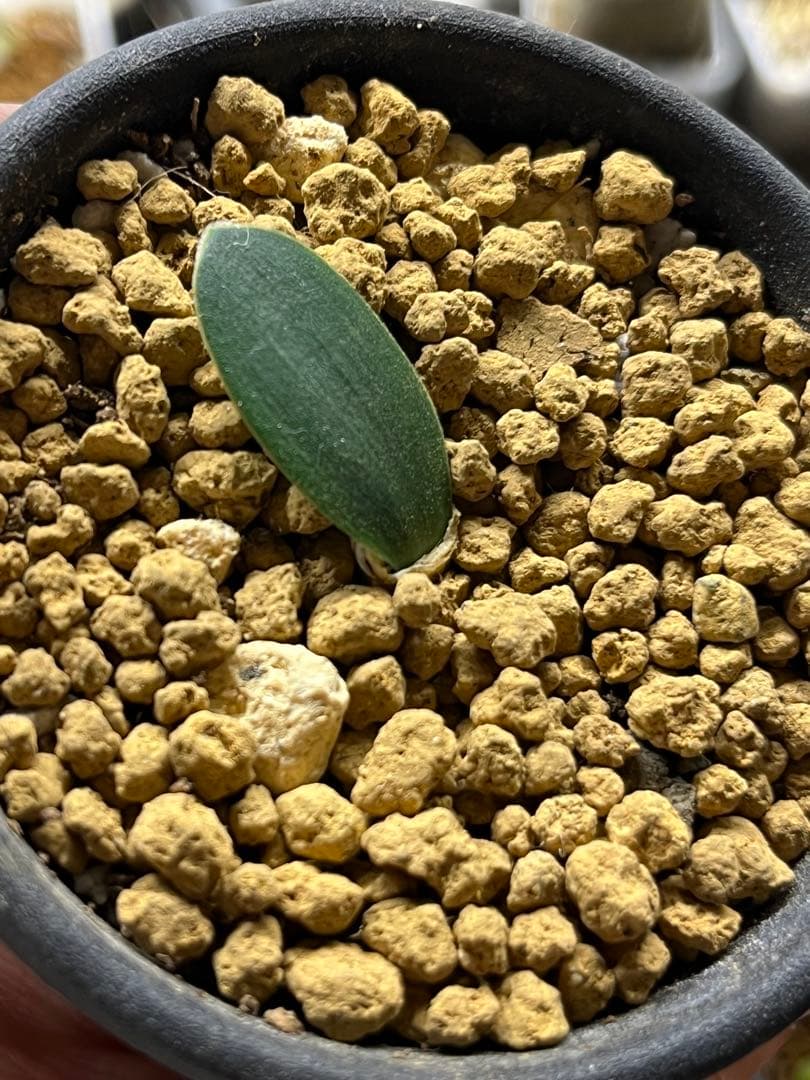 その他多肉植物 Brunsvigia striata