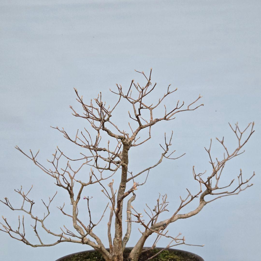 紫式部(コムラサキ)　[株立ち木]　中品盆栽