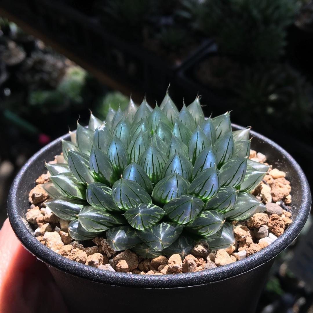 【期間限定出品】ハオルチア 「出藍」 H. 'Shutsuran'　多肉植物