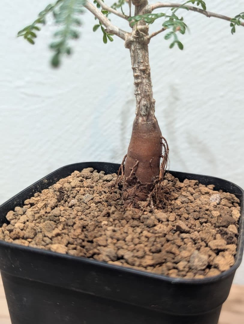 オペルクリカリア・ヒファエノイデス③ 4号鉢