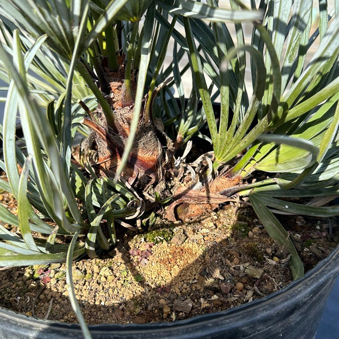 【引取り限定】チャメロプス • セリフェラ 【樹高:約70㎝】Feb02