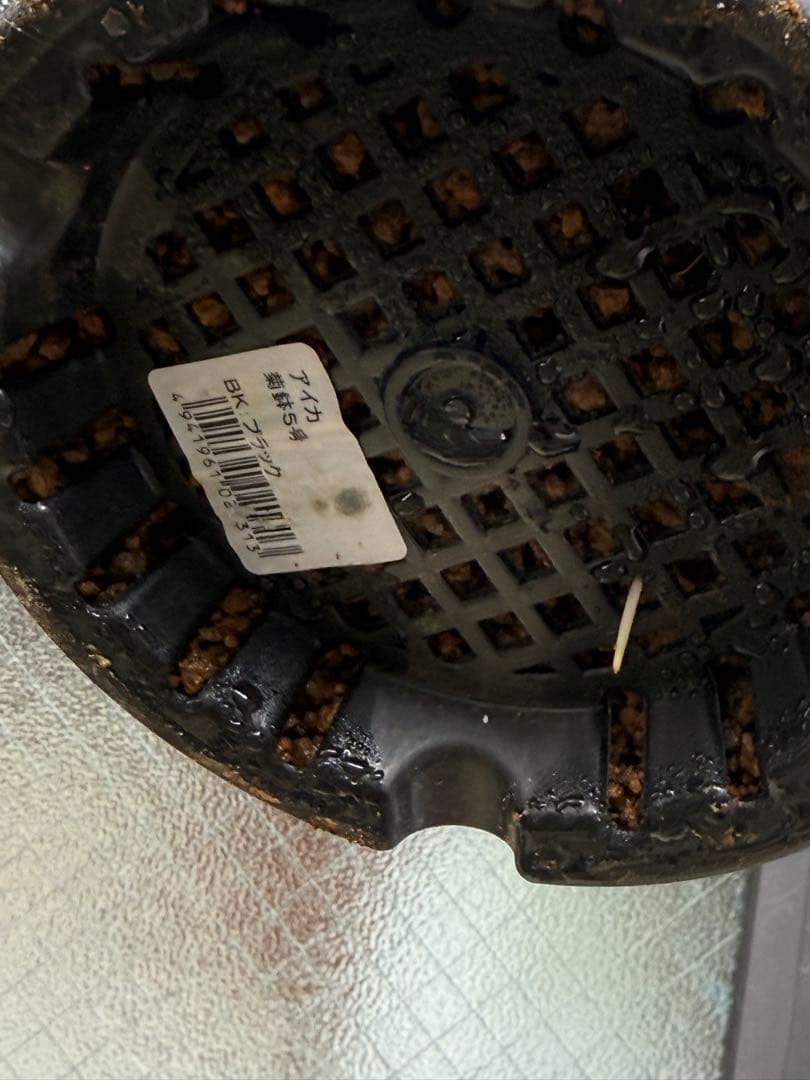 バラ　薔薇　バラ苗　和バラ　入手困難バラ