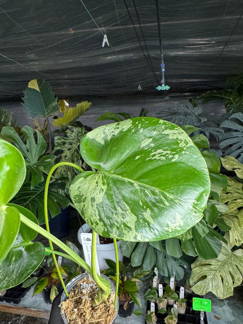 V15モンステラ　デリシオーサ　ベトシオーサ