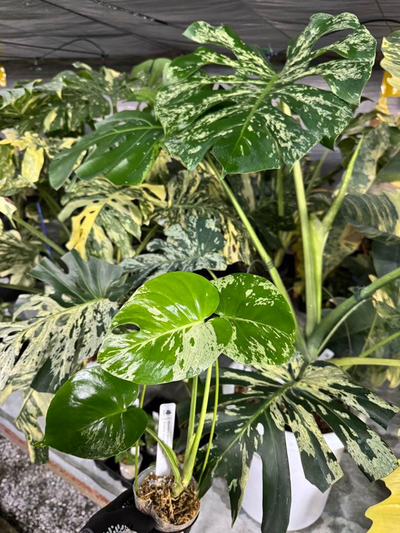 V15モンステラ　デリシオーサ　ベトシオーサ