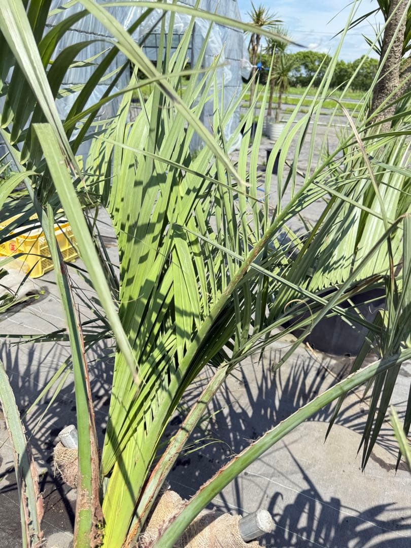 ココスヤシシルバーリーフ 【極太】葉先180cm 幹回り120cm 幹高50cm