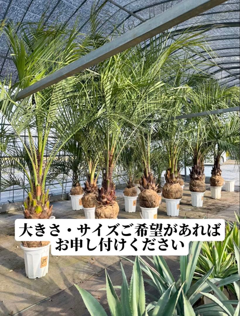 ココスヤシシルバーリーフ 【極太】葉先180cm 幹回り120cm 幹高50cm