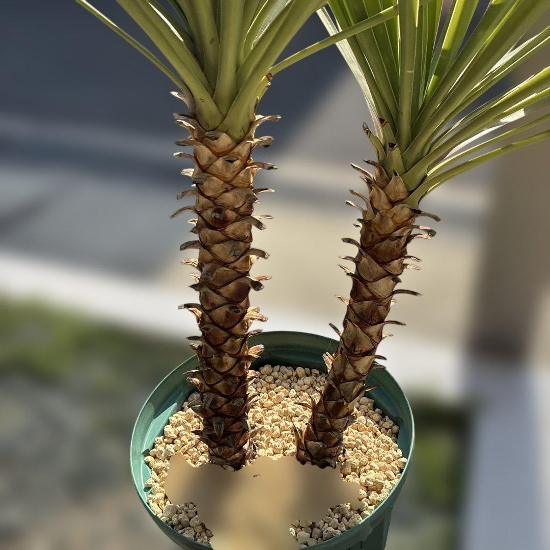 ユッカ　アロイフォリア