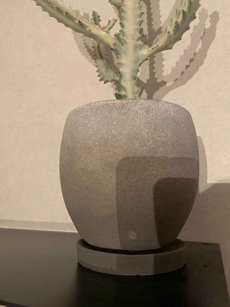 ユーフォルビア ラクティア ホワイトゴースト