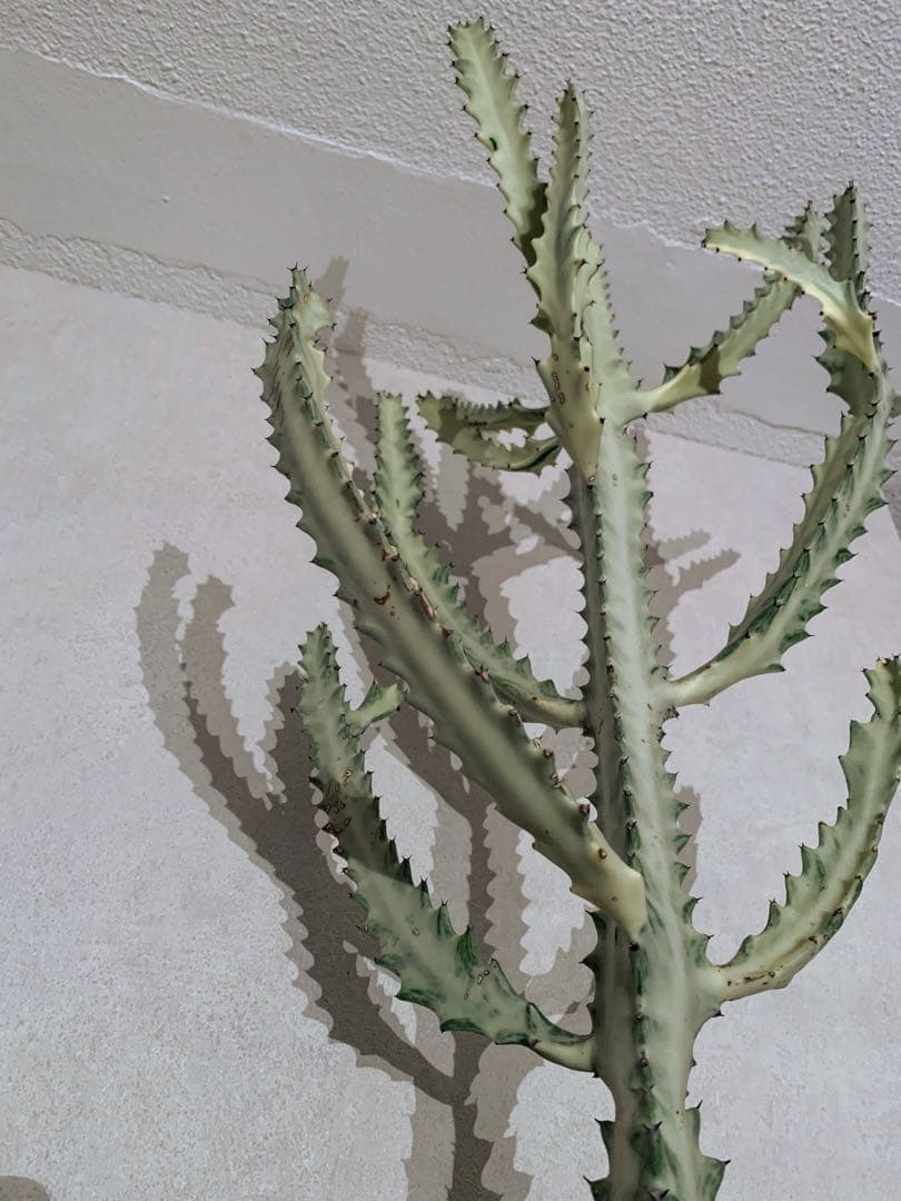 ユーフォルビア ラクティア ホワイトゴースト