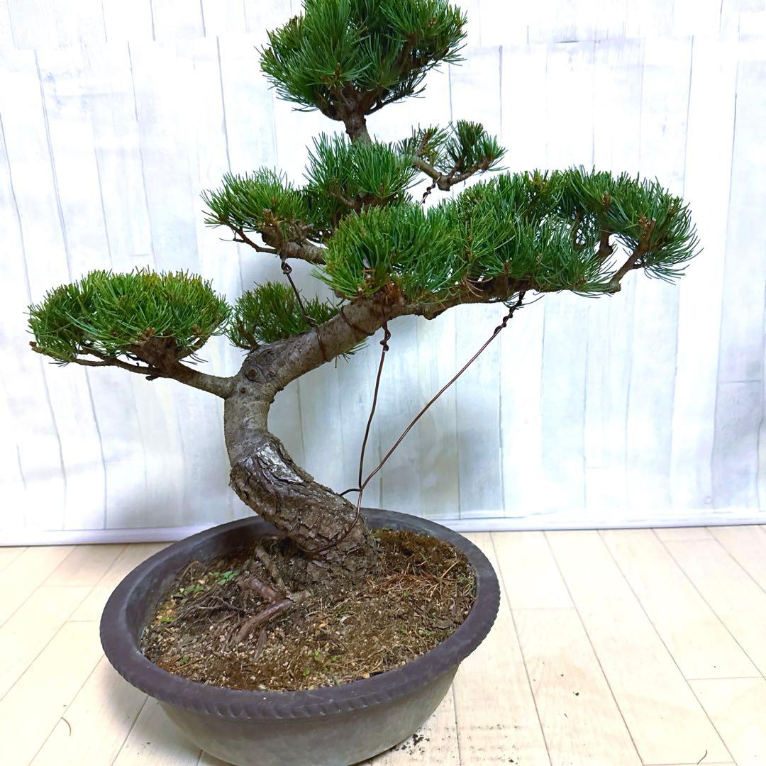八房五葉松『盆栽』s