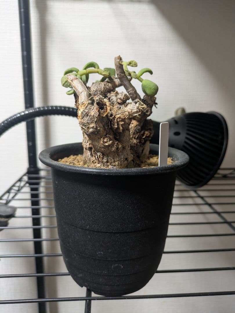 ケラリア ピグマエア 発根済み 鉢発送 大