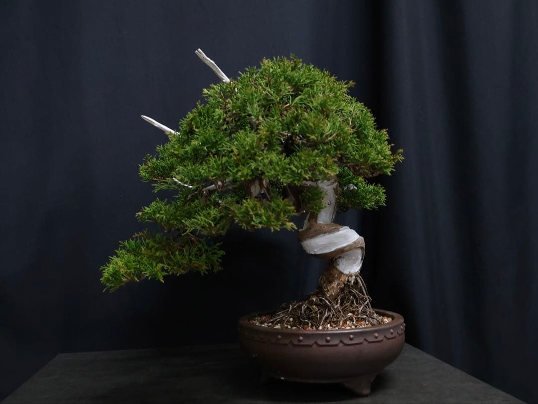 超逸品　太幹　真柏 糸魚川真柏 捻転　樹高29cm 中品　貴風　盆栽