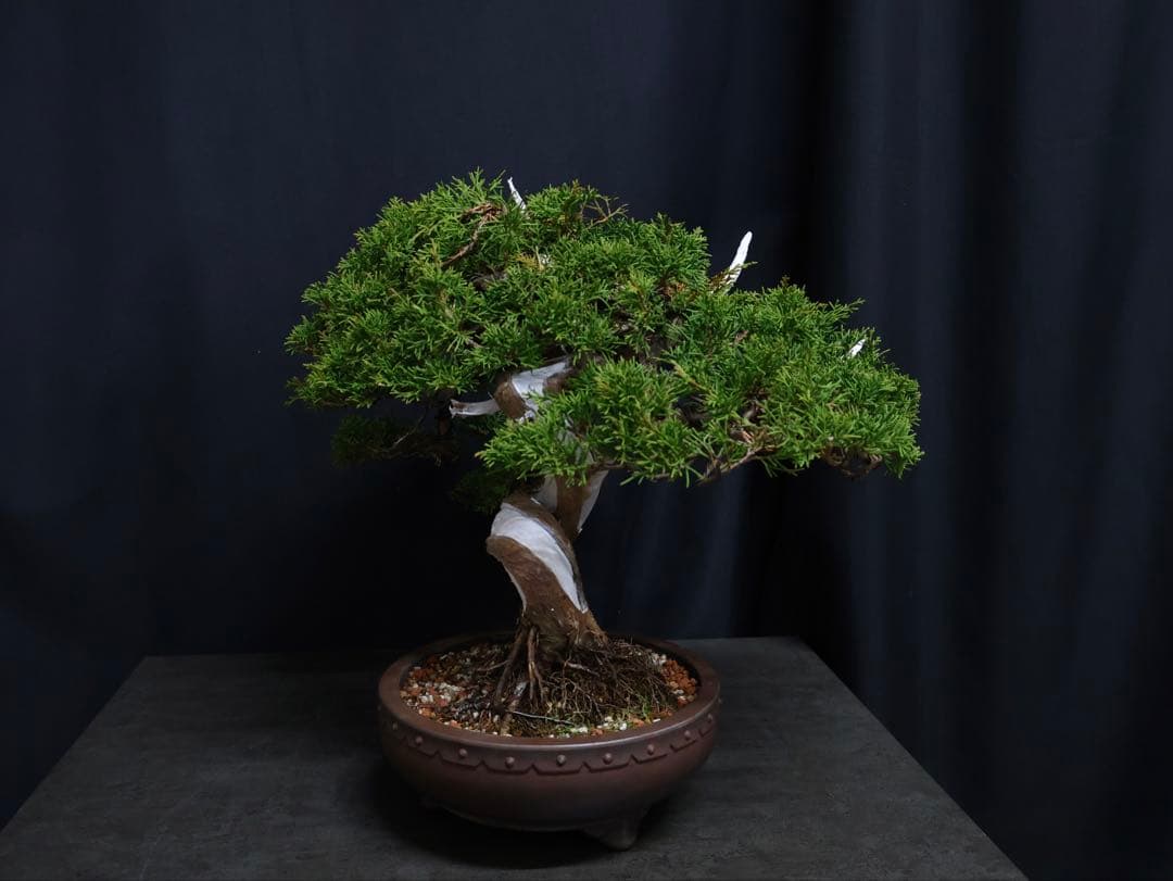 超逸品　太幹　真柏 糸魚川真柏 捻転　樹高29cm 中品　貴風　盆栽