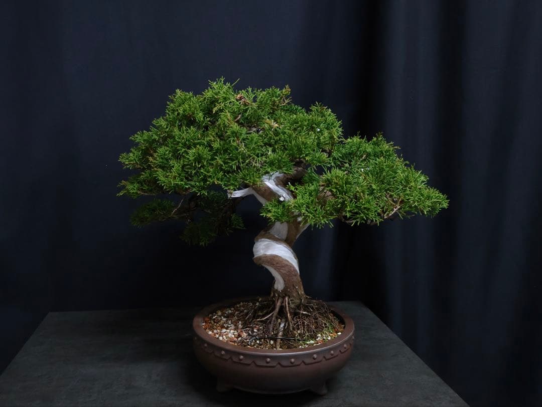 超逸品　太幹　真柏 糸魚川真柏 捻転　樹高29cm 中品　貴風　盆栽